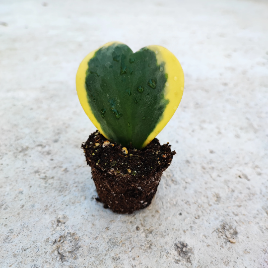 Hoya kerrii variegated, bouture d'une belle feuille enracinée en terre, hoya variegated, Sweetheart Hoya, Heart Leaf, Valentine Wax Plant - monjungle