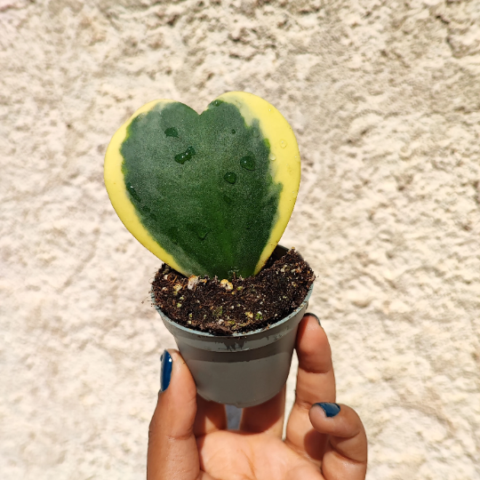 Hoya kerrii variegated monjungle