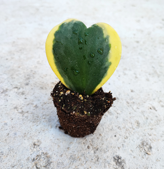 Hoya kerrii variegated monjungle