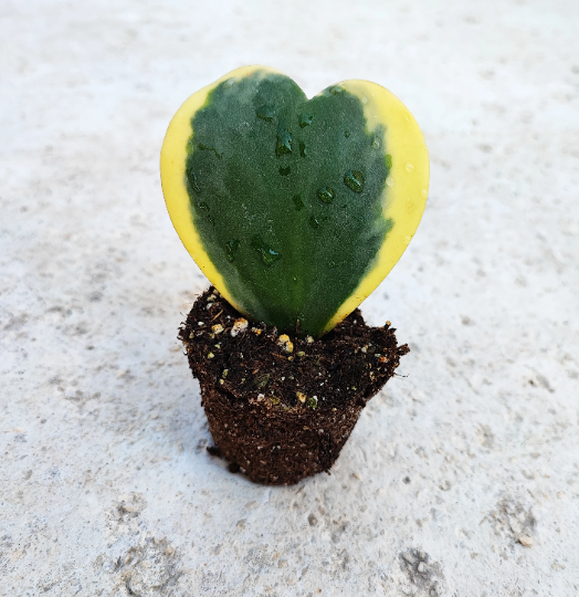Hoya kerrii variegated, bouture d'une belle feuille enracinée en terre, hoya variegated, Sweetheart Hoya, Heart Leaf, Valentine Wax Plant - monjungle