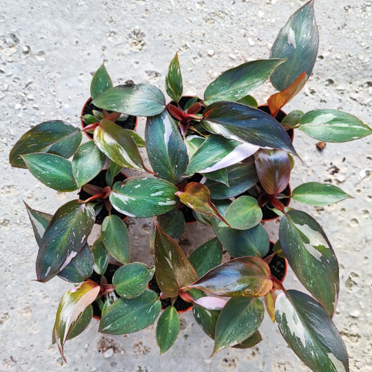 Philodendron Pink Princess monjungle