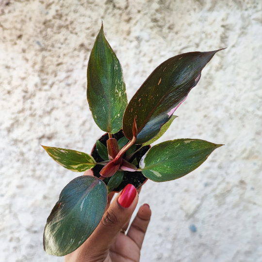 Philodendron Pink Princess monjungle