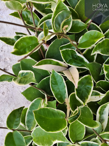 HOYA CARNOSA Krimson Queen - environ 10-12 feuilles enracinées en terre - Plante d'intérieur fleuri - Plante porcelain- Fleur cire - monjungle
