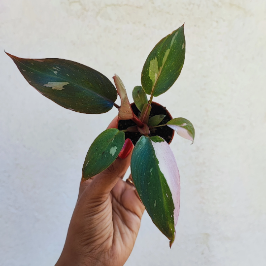 Philodendron Pink Princess monjungle