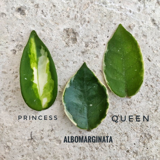 HOYA CARNOSA Krimson Queen monjungle