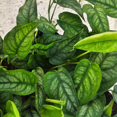 Monstera siltepecana boutures monjungle
