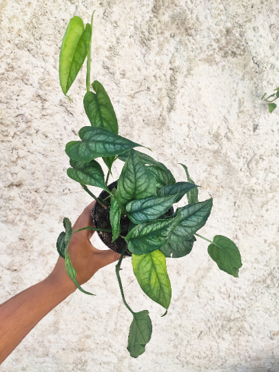 Monstera siltepecana boutures monjungle