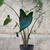 Alocasia Zebrina Tiger ALOCASIA SIBERIAN TIGER monjungle