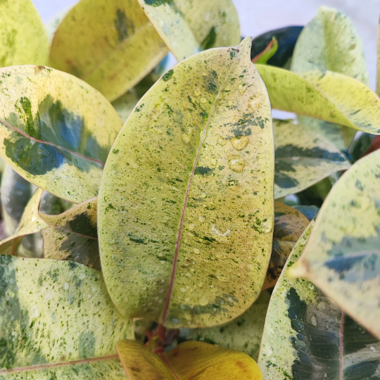 FICUS SHIVEREANA MOONSHINE monjungle