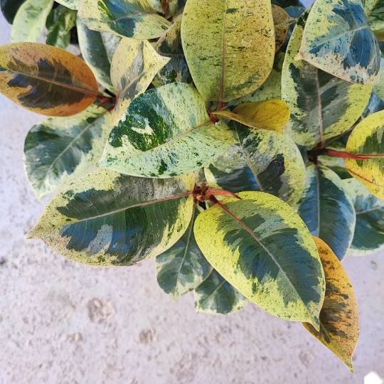 FICUS SHIVEREANA MOONSHINE monjungle