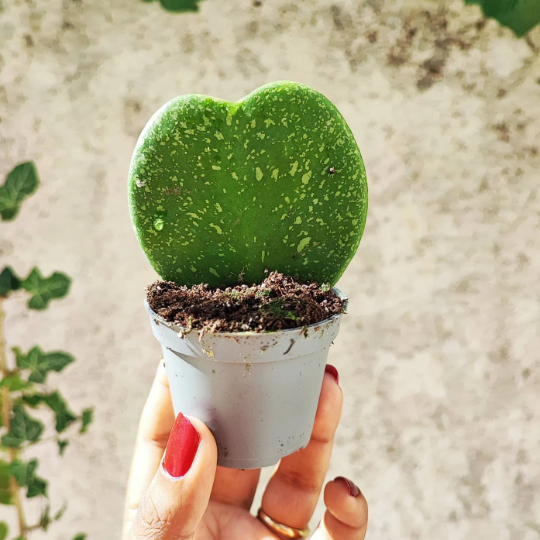 Hoya KERRII SPLASH monjungle