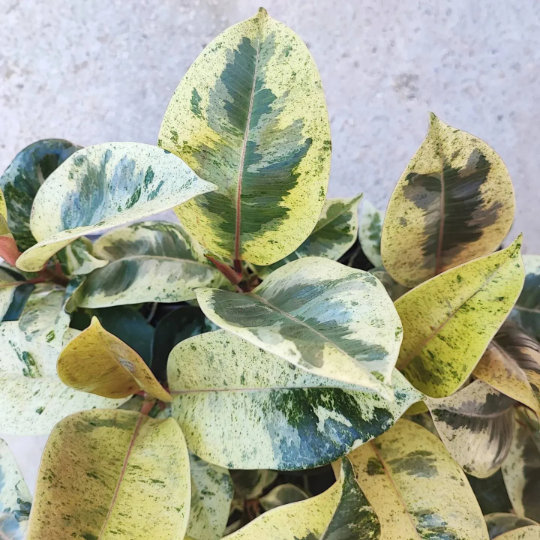 FICUS SHIVEREANA MOONSHINE avec les feuilles roses - Plante d'intérieur rare et extrême belle - Bébé plante de shivereana Ficus Variegata - monjungle