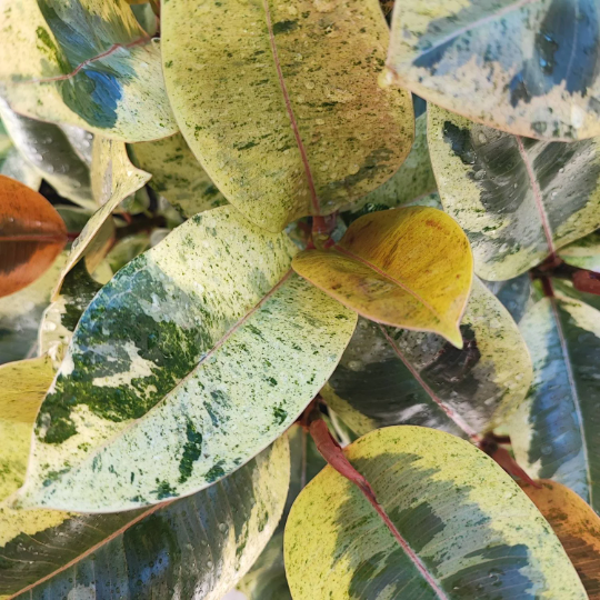 FICUS SHIVEREANA MOONSHINE monjungle