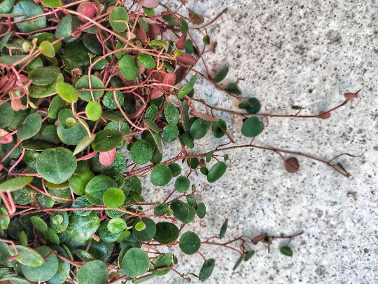 STRING OF COINS- Peperomia Pepperspot plusieurs boutures enracinées en terre- String-of Coins boutures- plante d'intérieur grimpante monjungle