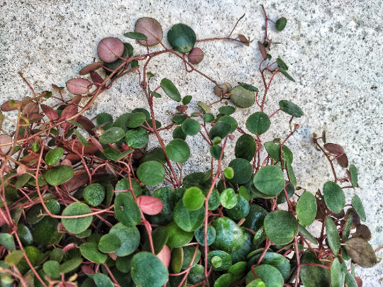 STRING OF COINS- Peperomia Pepperspot plusieurs boutures enracinées en terre- String-of Coins boutures- plante d'intérieur grimpante monjungle