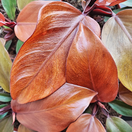 Philodendron Mc Colley's FINALE monjungle
