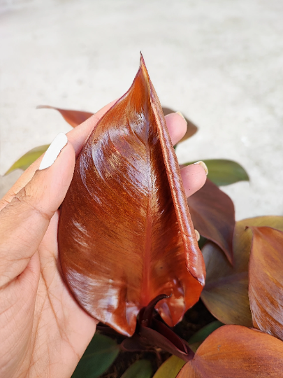 Philodendron Mc Colley's FINALE monjungle