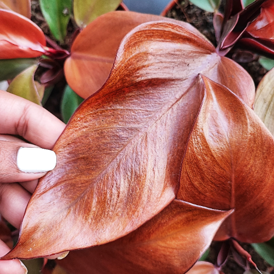Philodendron Mc Colley's FINALE monjungle
