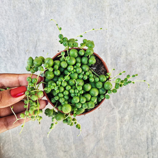 Senecio rowleyanus - String of pearls boutures en terre, plante collier de perles monjungle