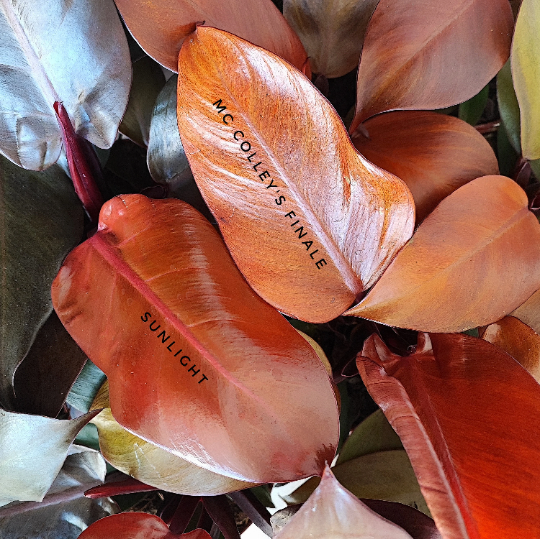 Philodendron Mc Colley's FINALE monjungle