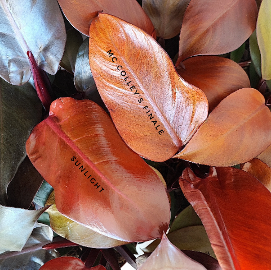 Philodendron Mc Colley's FINALE, Plante rare avec les feuilles en tons de rouge et orange, plante rare avec couleurs vif pour la maison - monjungle