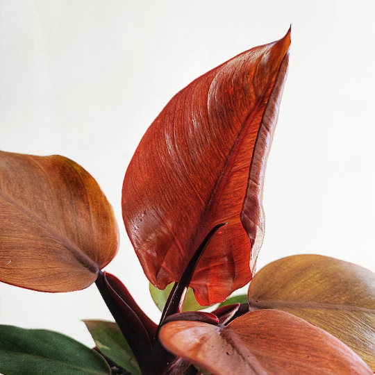 Philodendron Mc Colley's FINALE, Plante rare avec les feuilles en tons de rouge et orange, plante rare avec couleurs vif pour la maison - monjungle
