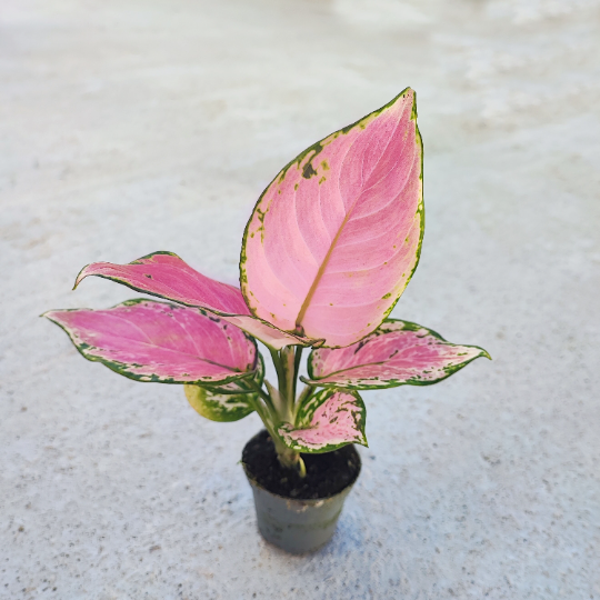 AGLAONEMA RED ZIRCON pink cutting (S), magnifique bouture avec feuilles roses - monjungle