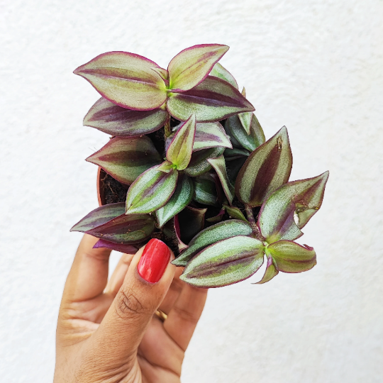 Tradescantia zebrina Purpusii, une bouture bien enracinées en terre monjungle