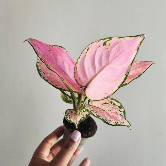 aglaonema red zircon Aglaonema 'Red Zircon'