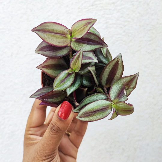 Tradescantia zebrina Purpusii, une bouture bien enracinées en terre monjungle