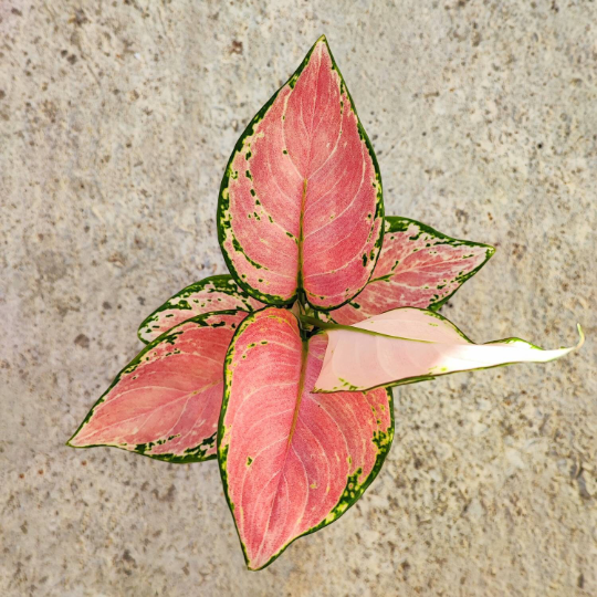AGLAONEMA RED ZIRCON monjungle
