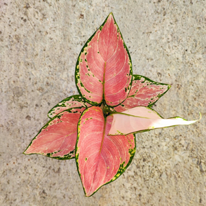 AGLAONEMA RED ZIRCON pink cutting (S), magnifique bouture avec feuilles roses - monjungle