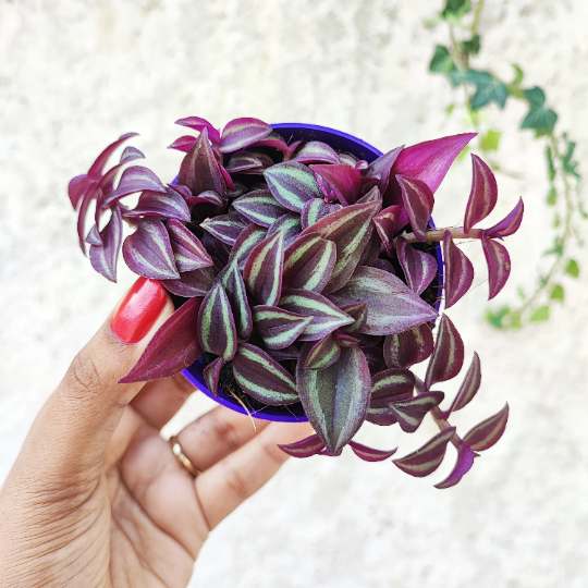 Tradescantia zebrina Purple joy monjungle
