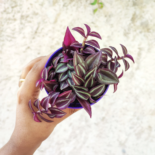 Tradescantia zebrina Purple joy monjungle