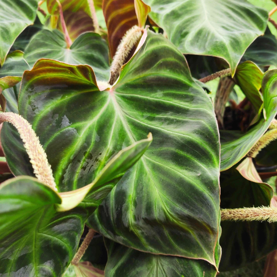 Philodendron Verrucosum (S) - monjungle