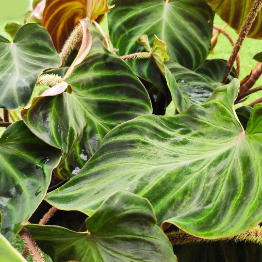 Philodendron Verrucosum (S) - monjungle