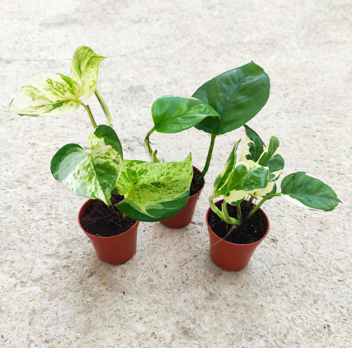 Pothos lot de 3 | Pothos Epipremnum Global Green | Pothos Manjula | Scindapsus N-Joy monjungle
