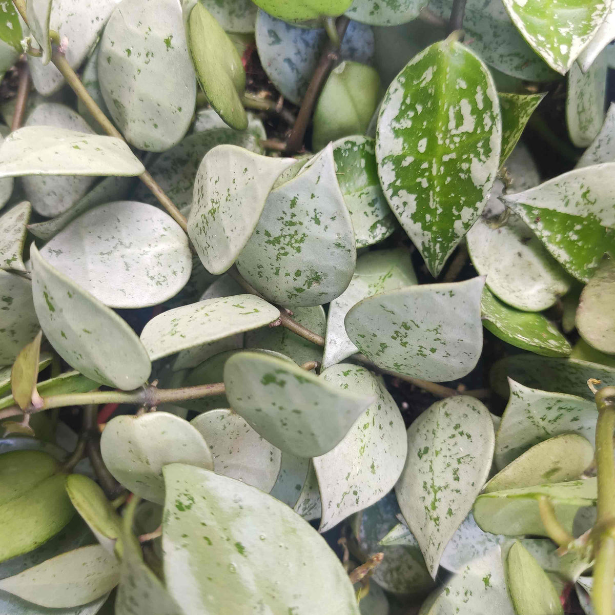 Rare Hoya krohniana Eskimo- Rare et exotique hoya krohniana Eskimo Silver monjungle