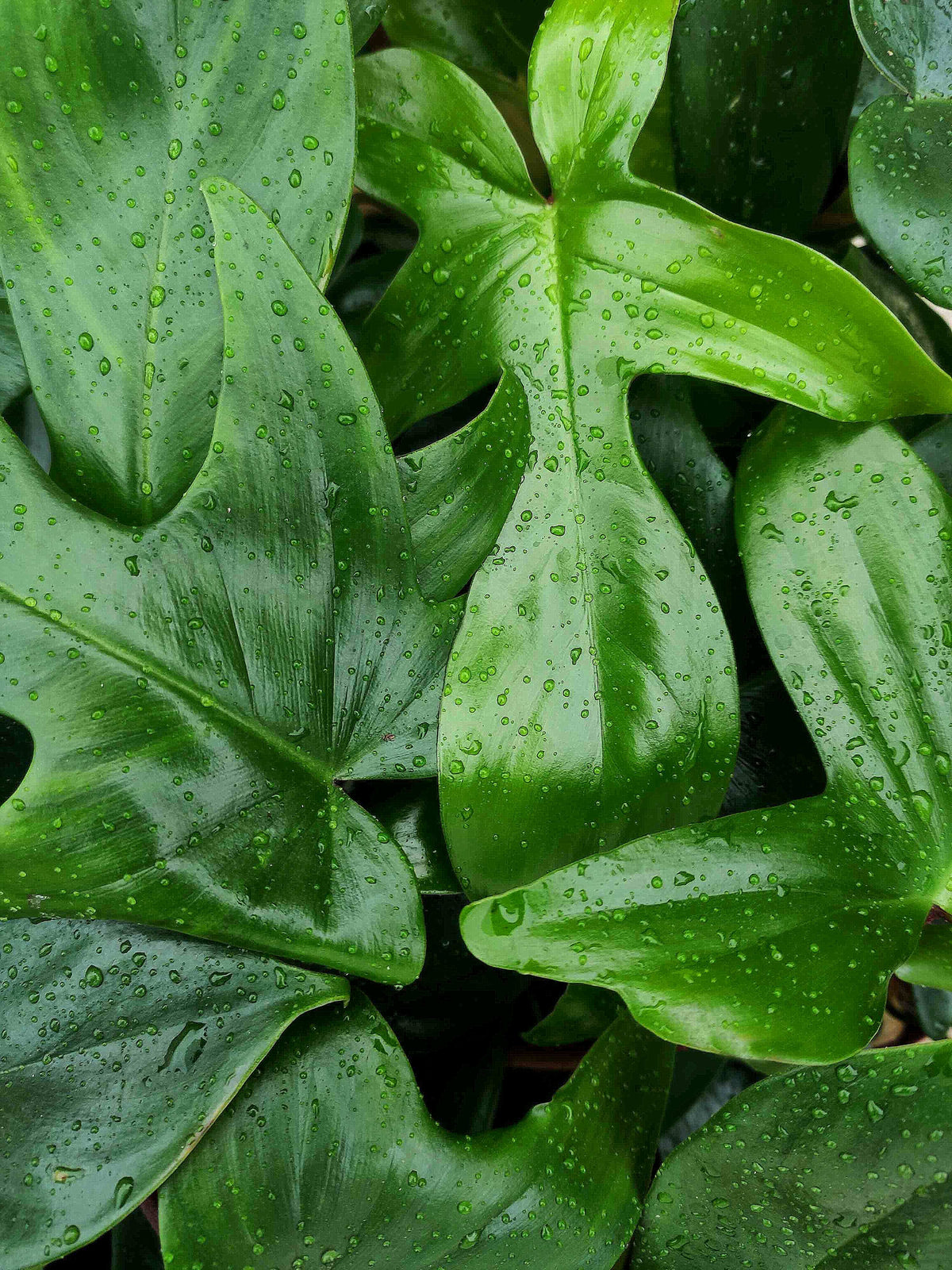 Philodendron Florida Green Beauty monjungle