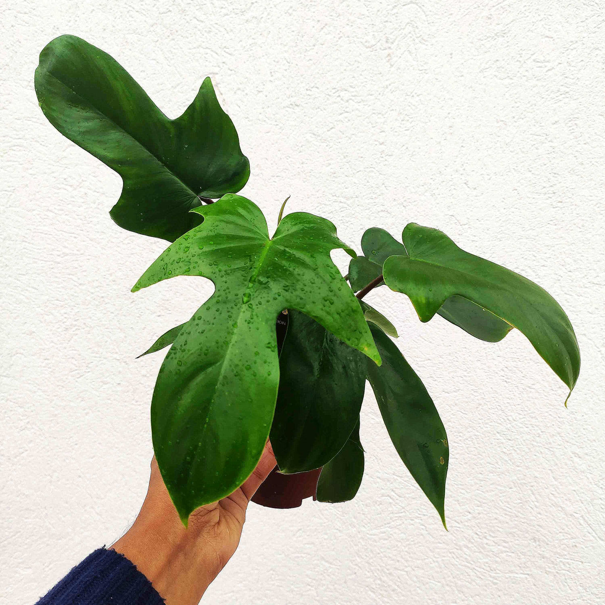 Philodendron Florida Green Beauty monjungle