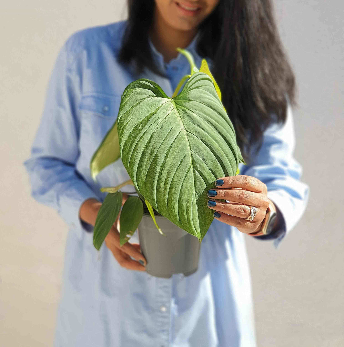 Philodendron Fuzzy Petiole monjungle