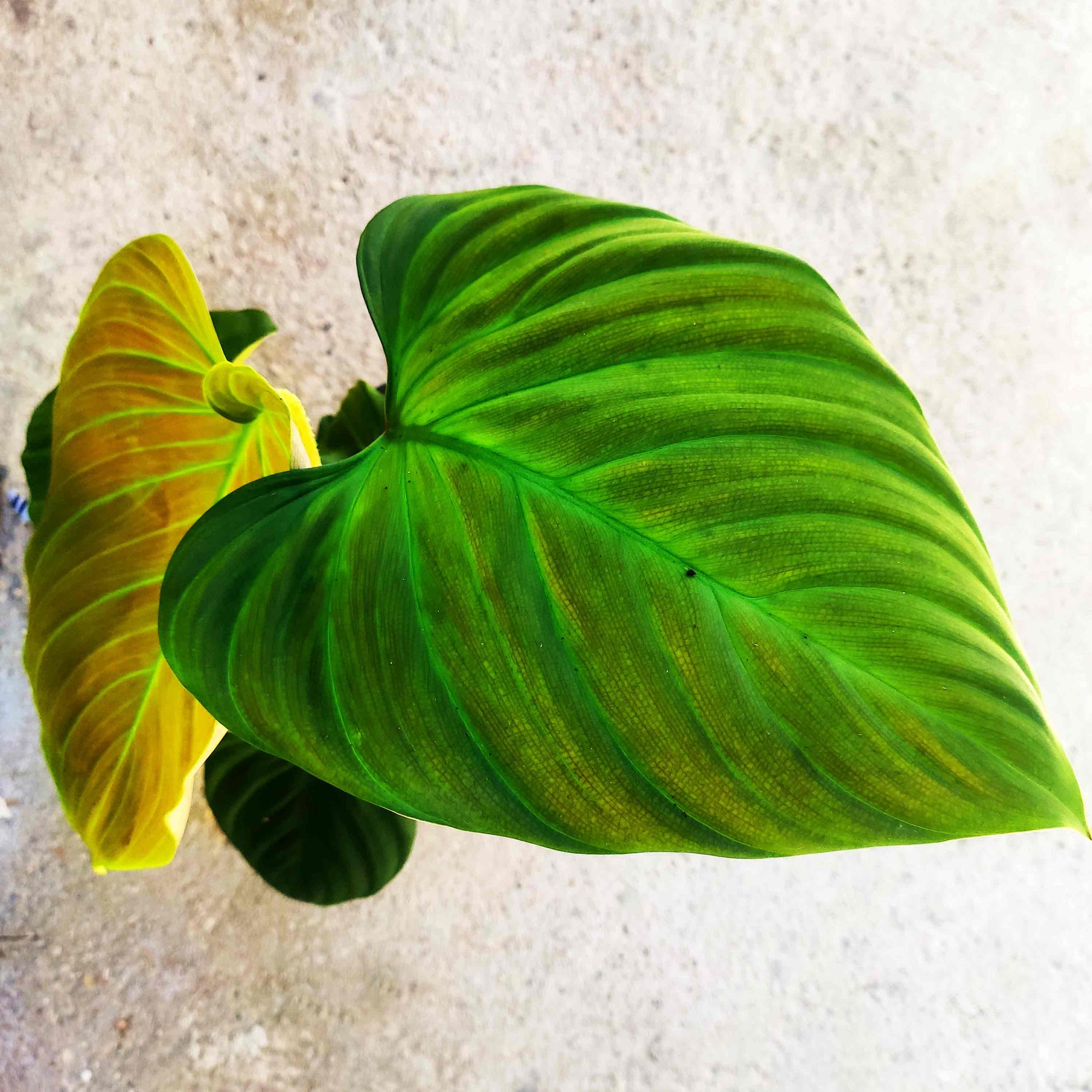 philodendron fuzzy petiole humidity Philodendron Fuzzy Petiole