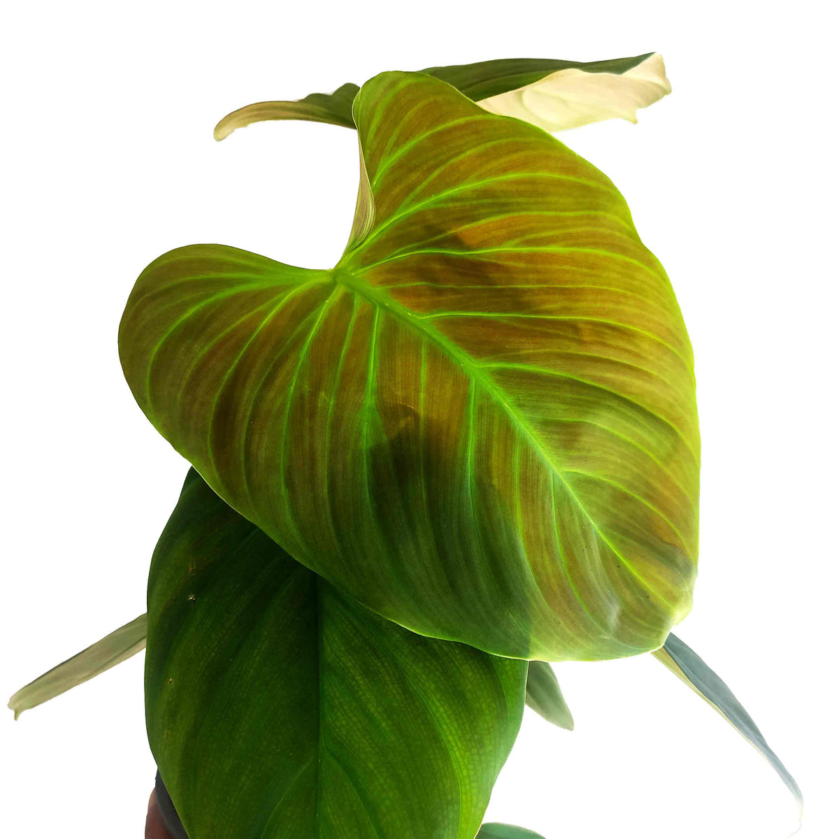 Philodendron Fuzzy Petiole monjungle