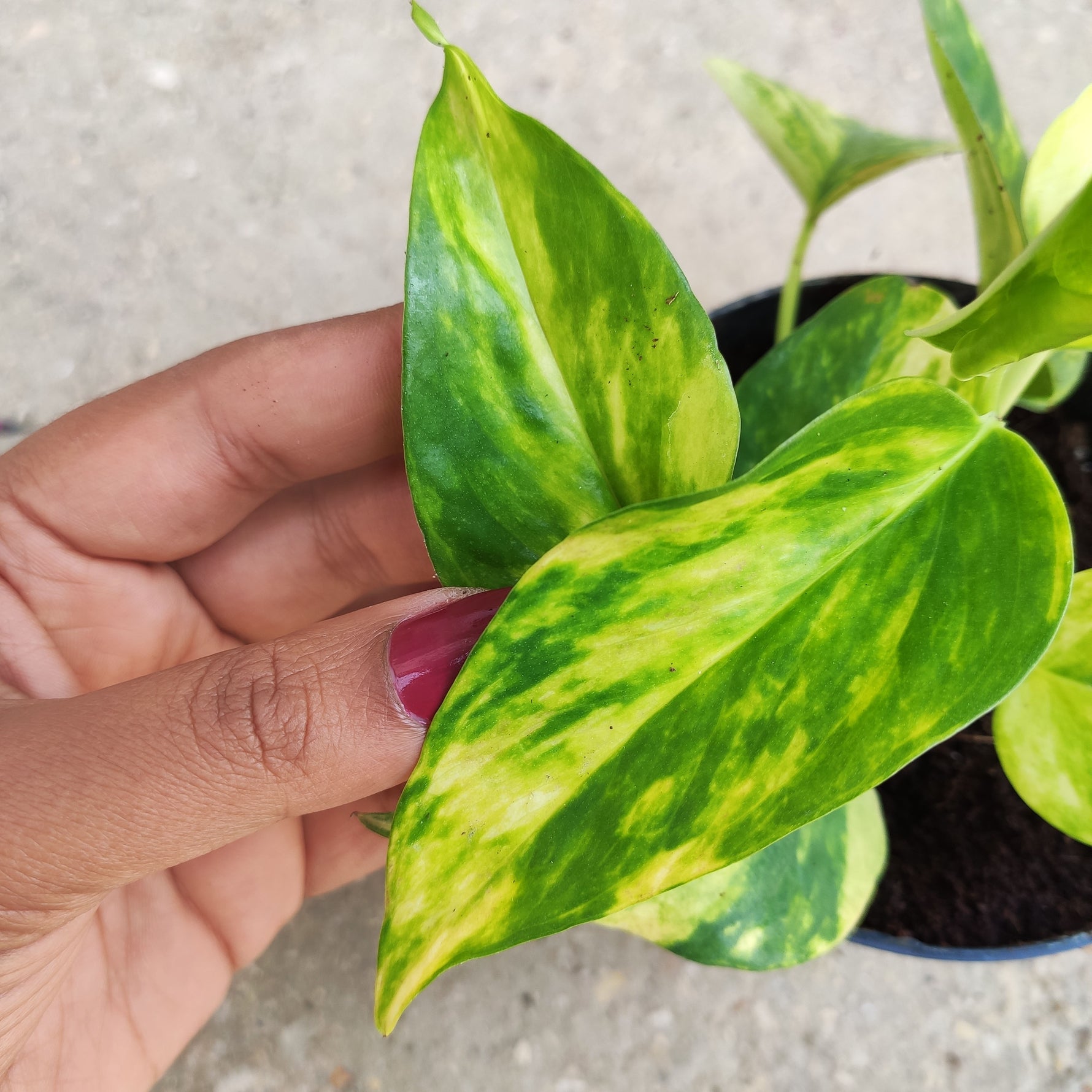 Epipremnum pinnatum Hicolor - Rare Epipremnum vert et jaune, 2 boutures enracinée en terre minimum 8 feuilles  Nouvelle variété d'epipremnum - monjungle