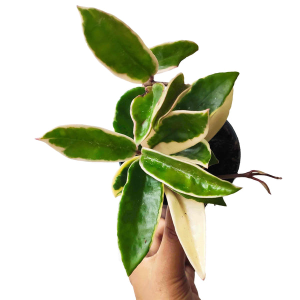 Hoya Carnosa Albomarginata- Boutures environ dizaine de feuilles - monjungle