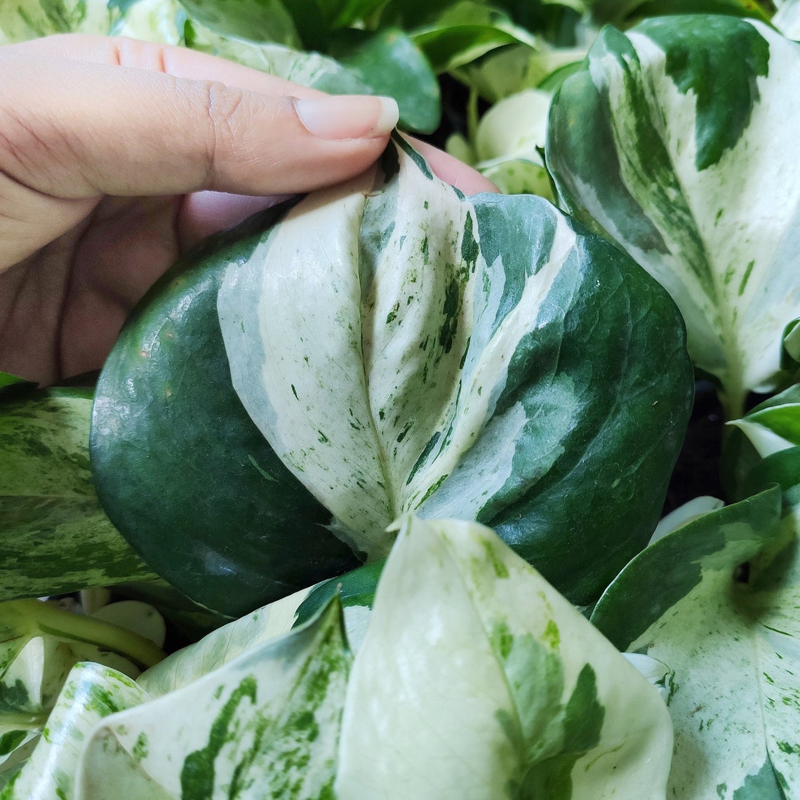 Epipremnum Manjula monjungle