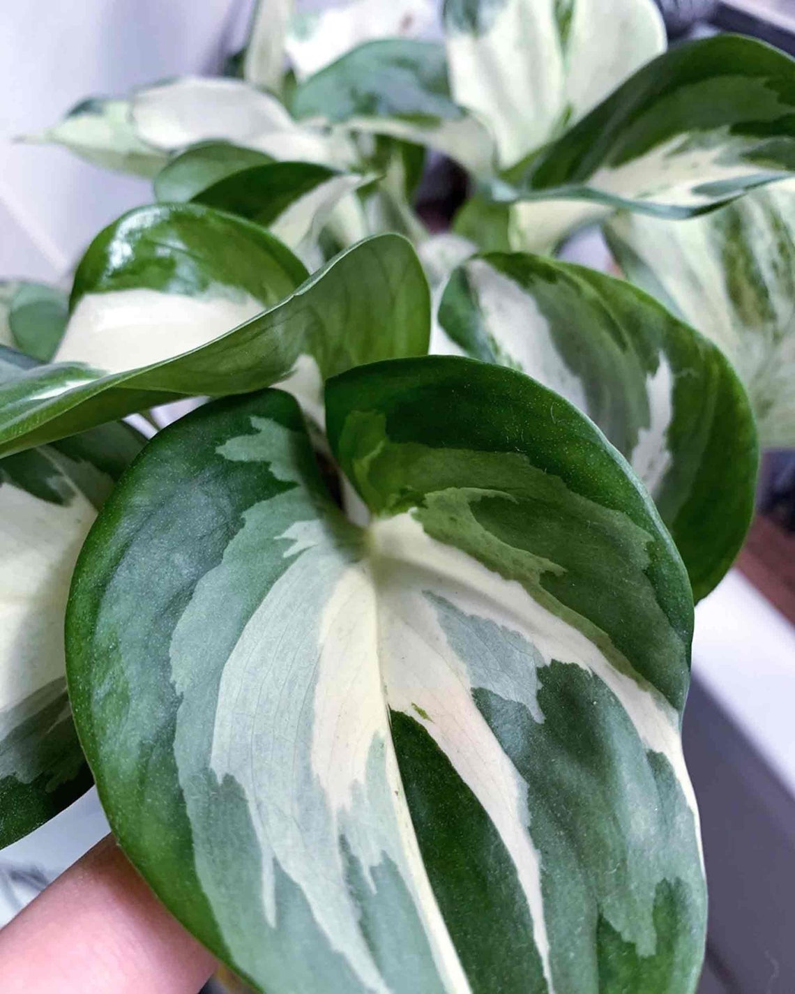 RARE Epipremnum MANJULA, Epipremnum Pinnatum Manjula - Pothos Manjula - monjungle