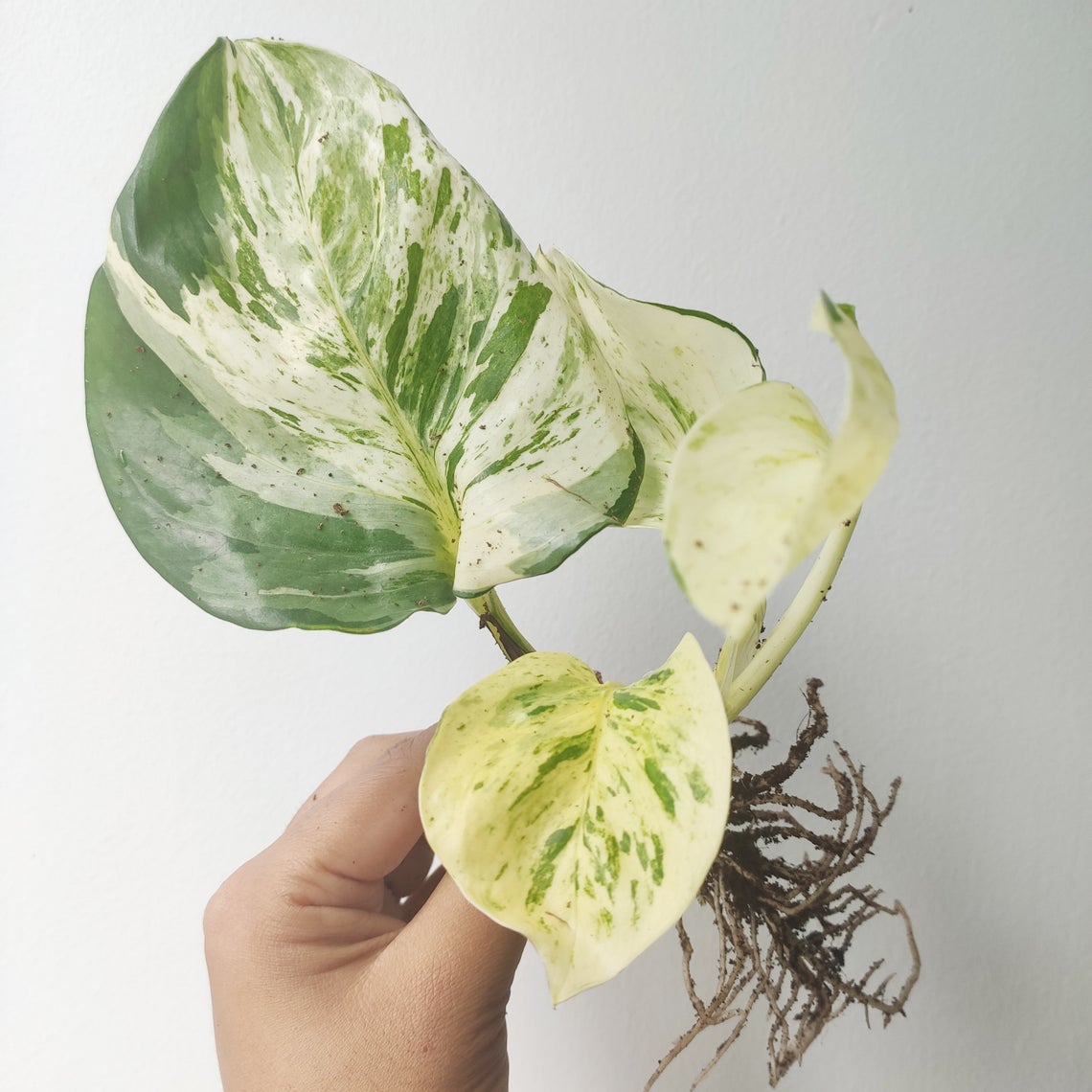 Epipremnum Manjula monjungle