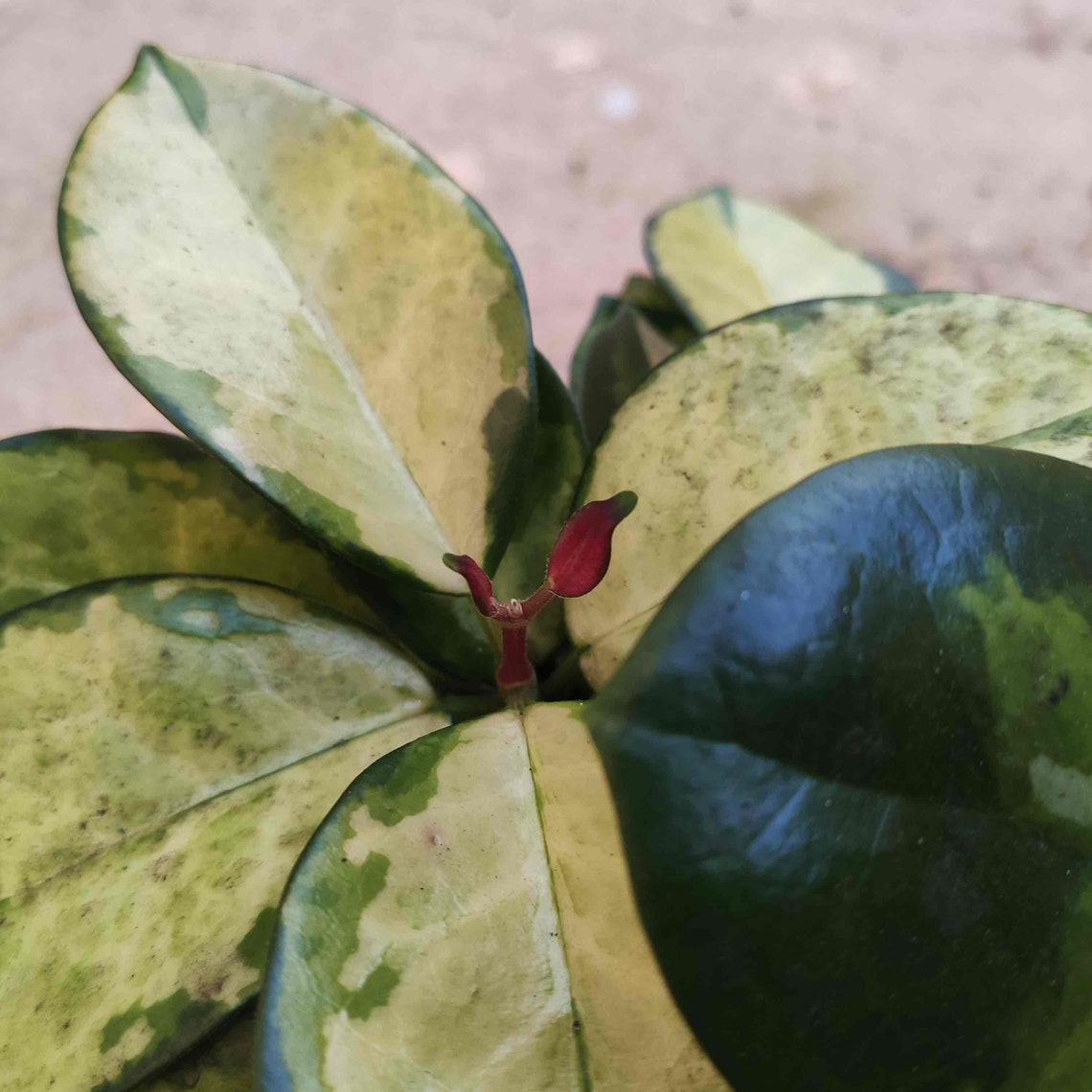 Hoya Australis Lisa monjungle