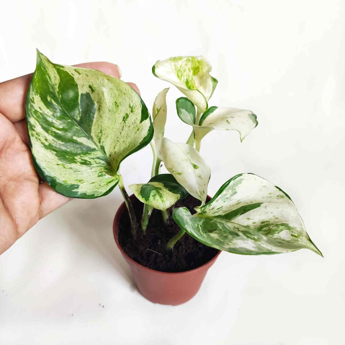 Pothos lot de 3 | Pothos Epipremnum Global Green | Pothos Manjula | Scindapsus N-Joy monjungle